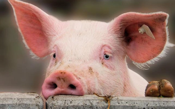 Запрета продавать «домашнее» мясо - нет! - Agrobiz.net